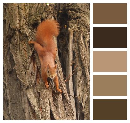Tree The Squirrel Animal Image